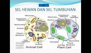 Mengkaji kesan larutan hipotonik, hipertonik dan isotonik terhadap sel tumbuhan dan sel haiwan. Struktur Dan Fungsi Sel Pptx Flv Youtube