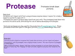Proteolytic enzymes provide support for muscle, joint, and overall tissue health. Protease Proteases Break Down Proteins Baby Food As Babies Can T Digest Solid Food Using Protease Enzymes Makes It Easier For A Baby S Digestive System Ppt Download