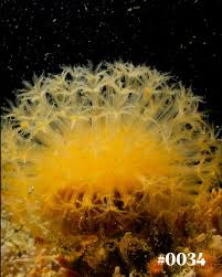 Image result for Amphicarpaea africana