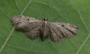 Image result for Eupithecia tenuiata
