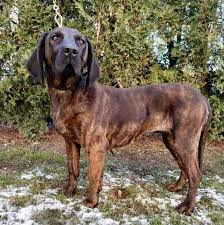 Image result for anglický barvář