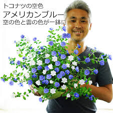 トコナツの空色 アメリカンブルーとアメリカンホワイトの寄せ植え 7 8号大鉢 花柄摘み不要です 同梱 ラッピング不可