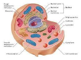 Like other plant cell membranes, the nuclear envelope consists of two bilayers, both made of phospholipids, in which numerous proteins are embedded. 7 School Projects Ideas Cells Project Animal Cell Project Science Cells