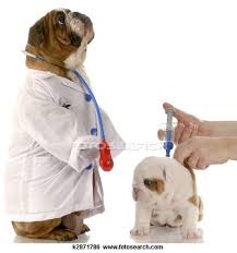 While your own doctor can, any licensed mental health professional in your state can write a valid esa letter if you as their patient seem you would benefit from an emotional support animal. 50 Dog S Doctors Ideas Dog Doctor Dogs Pets
