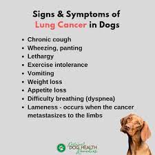 The most common signs in dogs include coughing, weight loss, lethargy, and labored breathing. Lung Cancer In Dogs Symptoms Causes Treatment