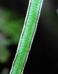 Image result for Pteris auquieri