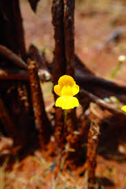 Image result for Utricularia gibba