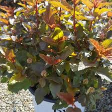 Ginger wine® physocarpus opulifolius 'smnpoblr' pp28,695 common name: Ginger Wine Ninebark Gullo S Garden Center