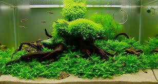 Tutorial Membuat Aquascape Sendiri Mudah Dan Simpel Untuk Hunian