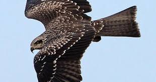 Australian Black Bird With White Wing Tips Black Kite Pet Birds Raptors Bird Nature Birds