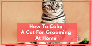 Make grooming as enjoyable as possible for both of you. How To Calm A Cat For Grooming At Home Top Cat Condo
