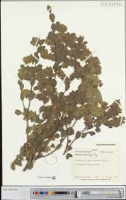 Image result for Tephrosia nyikensis