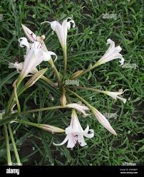 Image result for Crinum lugardiae
