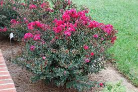 Aug 19, 2019 · victor crepe myrtle (lagerstroemia indica 'victor') zones: Dwarf Crepe Myrtle Shrub Small Dwarf Crape Myrtles Becoming The Vogue Crepe Myrtle Crape Myrtle Crepe Myrtle Landscaping