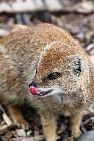 Yorkshire Wildlife Park Wildlife Park Wildlife Animals