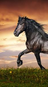 Download white horse 4k 8k wallpaper from the above hd widescreen 4k 5k 8k ultra hd resolutions for desktops laptops, notebook, apple iphone & ipad, android mobiles & tablets. Wallpaper Horse 5k 4k Wallpaper Hooves Mane Galloping Black Sunset Green Grass Sky Clouds Os 1531
