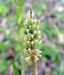 Image result for Polygala senensis