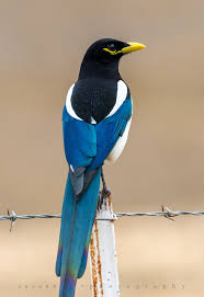 Yellow Billed Magpie Kleurrijke Vogels Tropische Vogels Exotische Vogels