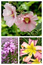 With basic instructions and information on each flower. Pink Flowers The Best Pink Flowering Annuals And Perennials