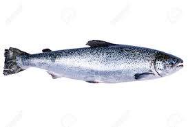 Image result for salmon