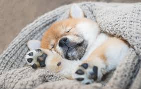How to stop puppy whining. I Want To Help My Puppy With Crying At Night
