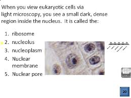 What is the role of the nucleus of a eukaryotic cell. Cell Structure And Function Eukaryotic Cell Structure What