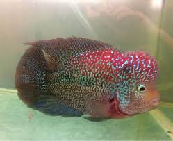 Pin Oleh Dede Setiadi Di Flowerhorn Ds Louhan