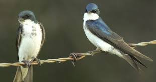Identification Birds Of North Georgia Tree Swallow Georgia Tree Swallow Ornithology Birds