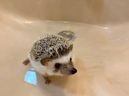 I Tested The Summer Smart Baby Monitor On My Pet Hedgehog Review