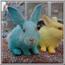 Photo 928 01 Green And Yellow Dyed Rabbits In Pet Market Of Souq Waqif Doha Qatar Pet Market Pets Pet Rabbit