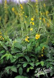 Image result for Agrimonia