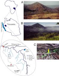 Image result for Raphionacme welwitschii