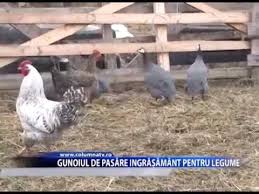 Bătrânii de la țară, care postesc și mănâncă natural îmbătrânesc mai frumoși și trăiesc mai. Gunoiul De PasÄre IngrÄÈÄmant Pentru Legume Columna Tv Youtube