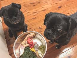 Raw Feeding for Pugs: How to Balance - The Pug Diary
