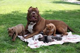 Likewise, people ask, how much do pitbulls usually cost? Hulk Pitbull Puppies Cost Online Shopping