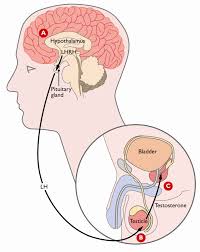 According to the american cancer society, hormone therapy may be used:. Orchid Hormone Therapy