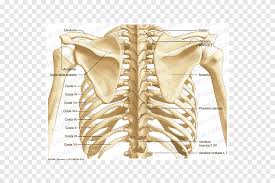 Bones can be divided into 3 generic groups: Human Anatomy Thorax Bone Human Skeleton Skeleton Anatomy Arm Png Pngegg