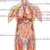 Male pelvis organs organs and inner muscles the pelvic region holds major organs under its layers of muscles. 1