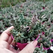 Image result for Euphorbia halipedicola