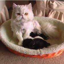 Persian Cat With Her Newborn Kittens Download Scientific Diagram