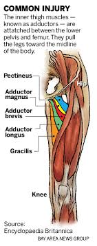 Often groin strain occurs in the area of inguinal ligament. Sharks Erik Karlsson Brings Attention To Groin Injuries
