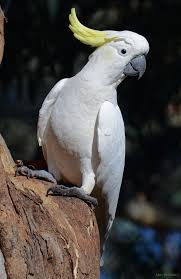 Bird Aviary For Sale Durban 8566801643 4087a7b5ee B Jpg 664 1024 Rare Birds Beautiful Birds Australian Parrots