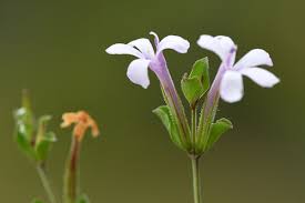 Image result for Dyschoriste multicaulis