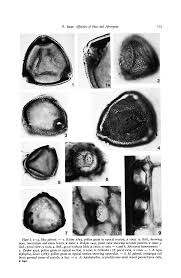 Image result for Afrostyrax kamerunensis