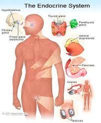 Biology Endocrine System Anatomy Diagram Endocrine System Endocrine Cardiovascular System