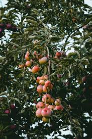 Dragon fruit look amazing and taste wonderful. 500 Apple Tree Pictures Hq Download Free Images On Unsplash