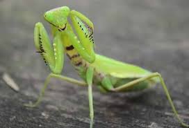 Many are found in the mediterranean, african, and asian areas, though climate change has broadened their habitat and many species have been introduced into new areas as an attempt at pest control. Praying Mantis Facts Interesting Facts About Praying Mantis By Insect Town Medium