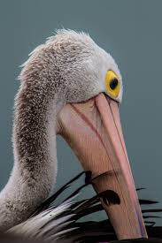 Birds On The Bay Podcast Australian Pelican Portrait Cute Australian Pelican Pelecanus Conspicillatus At Newcastle New South Wales Australia Pelican Blue Horse World Best Photos