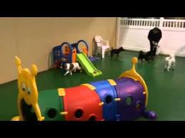 Check spelling or type a new query. Hanrob Pet Hotels Melbourne Airport Daycare Session Youtube