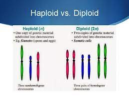 It is a strand of dna which contains genes found in living organisms and also the. Meiosis Going From Diploid To Haploid Making Gametes